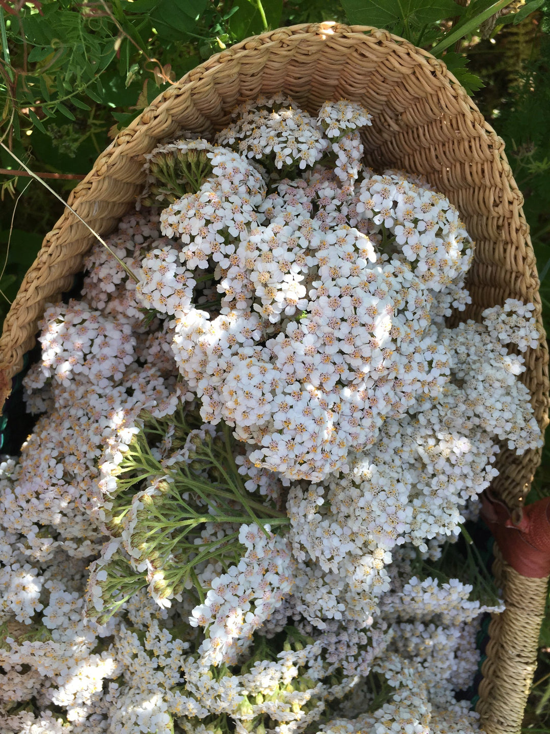 Yarrow (Achillea millefolium) Spagyric Essence (wholesale dosage bottle)