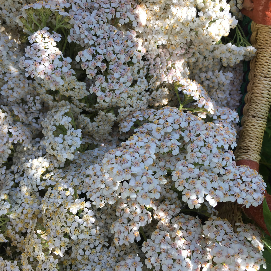 Yarrow (Achillea millefolium) Spagyric Tincture (wholesale dosage bottle)