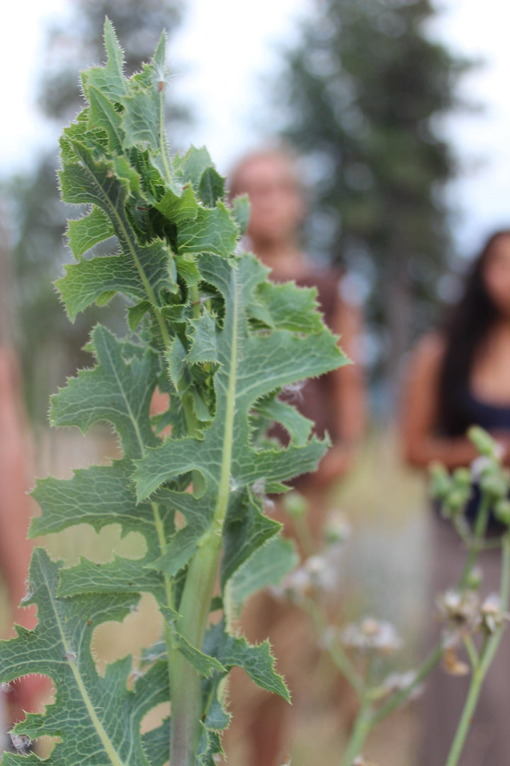 Wild Lettuce (Lactuca scariola) Spagyric Tincture (wholesale dosage bottle)