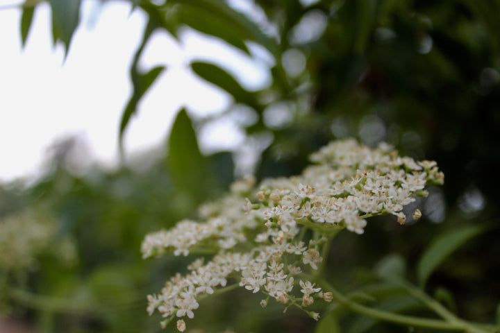 Elder Flower (Sambucus cerulea) Spagyric Tincture (wholesale dosage bottle)
