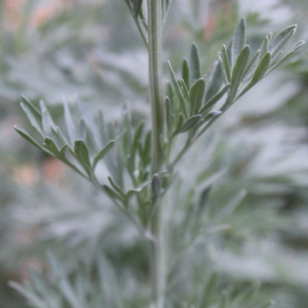 Wormwood (Artemesia absinthium) Spagyric Essence (wholesale dosage bottle)