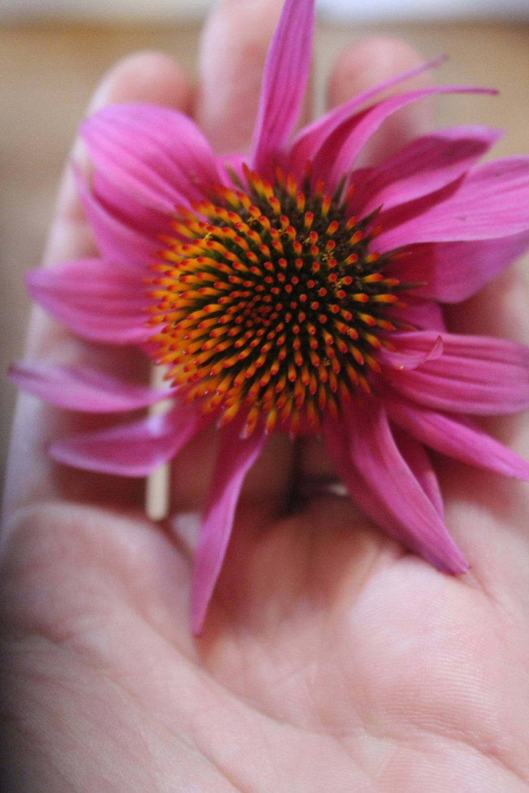 Echinacea flower (Echinacea purpurea) Spagyric Essence (wholesale dosage bottle)