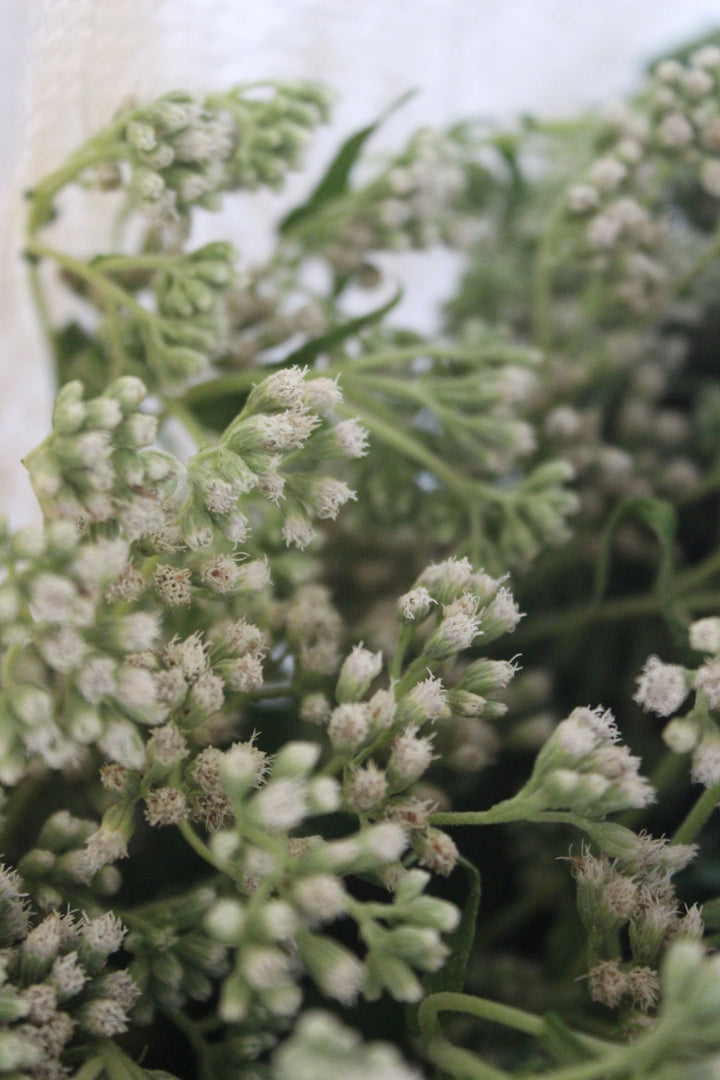 Boneset (Eupatorium perfoliatum) Spagyric Tincture (wholesale dosage bottle)