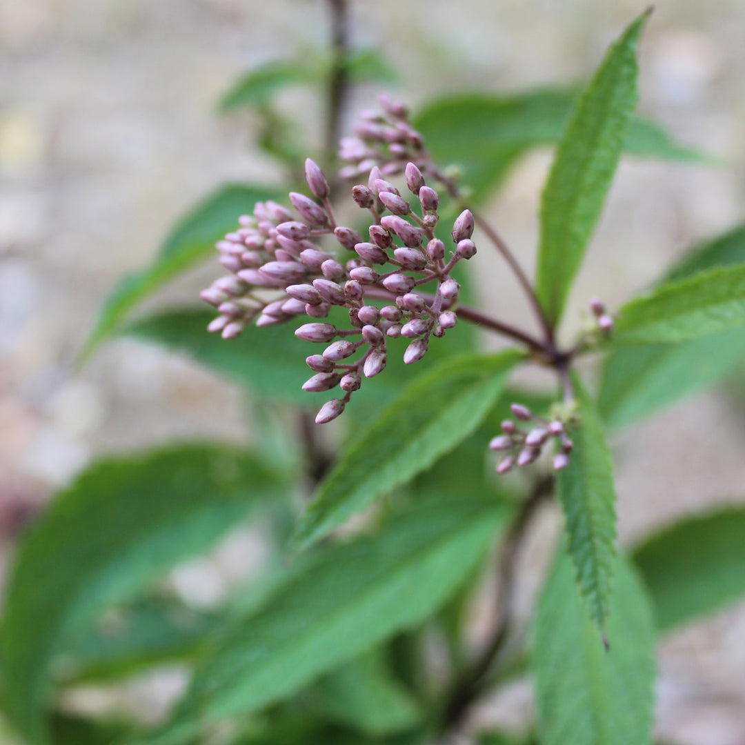 Gravelroot (Eupatorium purpureum) Spagyric Tincture (wholesale dosage bottle)