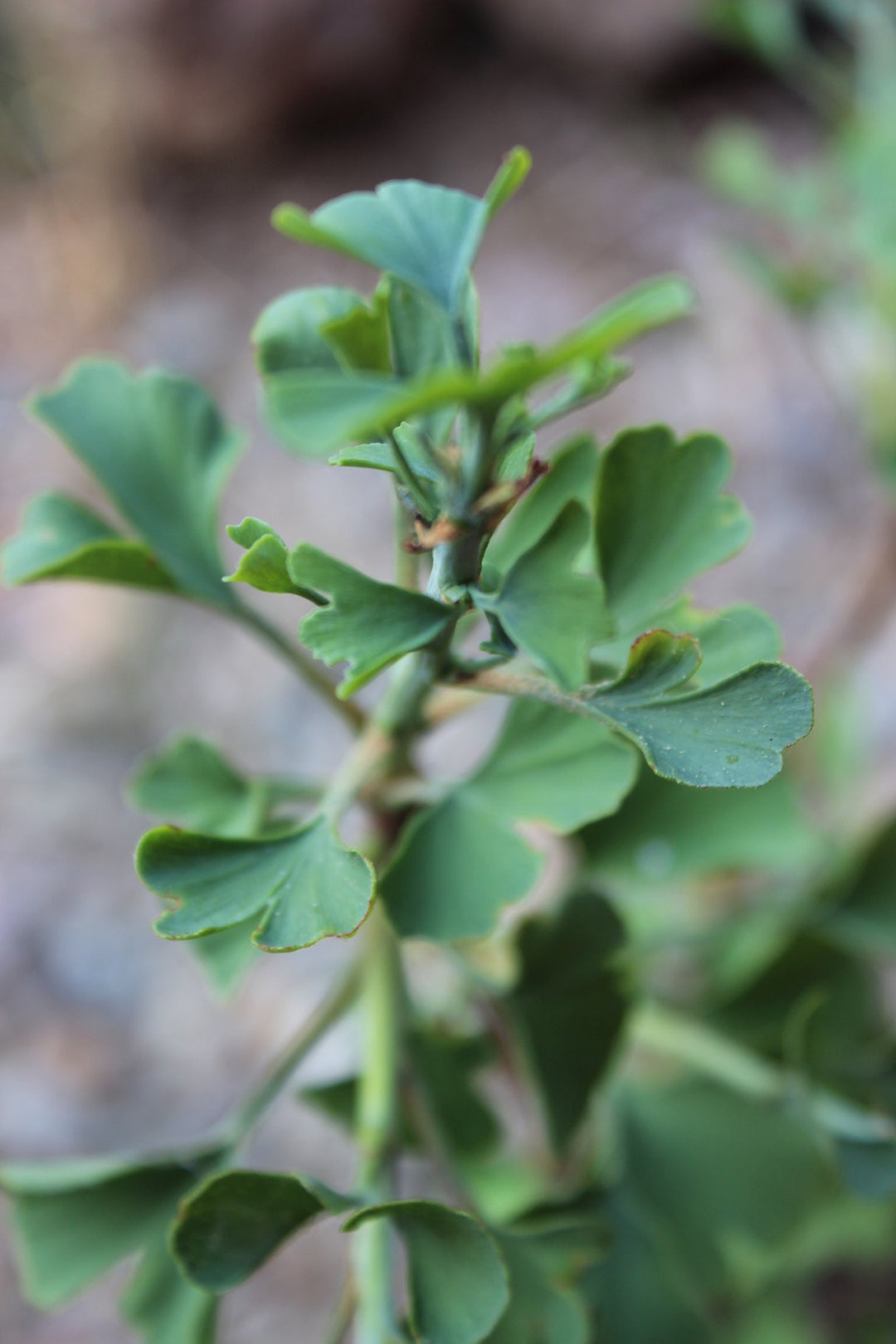 Ginkgo (Ginko biloba) Spagyric Essence (wholesale dosage bottle)