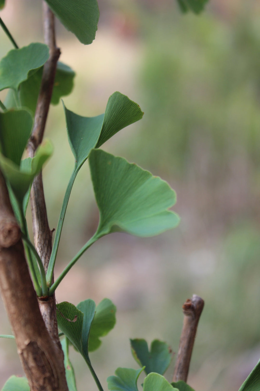 Ginkgo (Ginko biloba) Spagyric Essence (wholesale dosage bottle)
