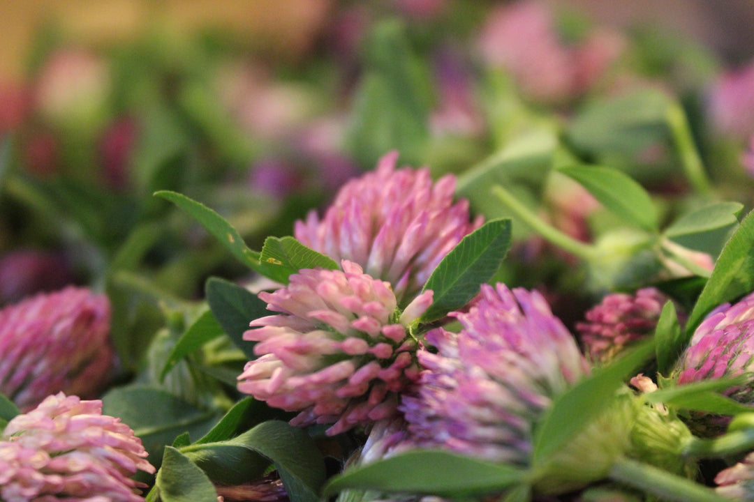 Red Clover (Trifolium pratense) Spagyric Tincture (wholesale dosage bottle)