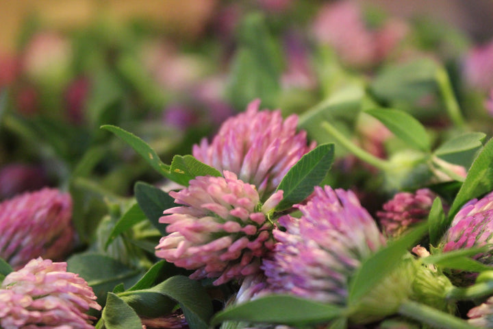 Red Clover (Trifolium pratense) Spagyric Tincture (wholesale dosage bottle)