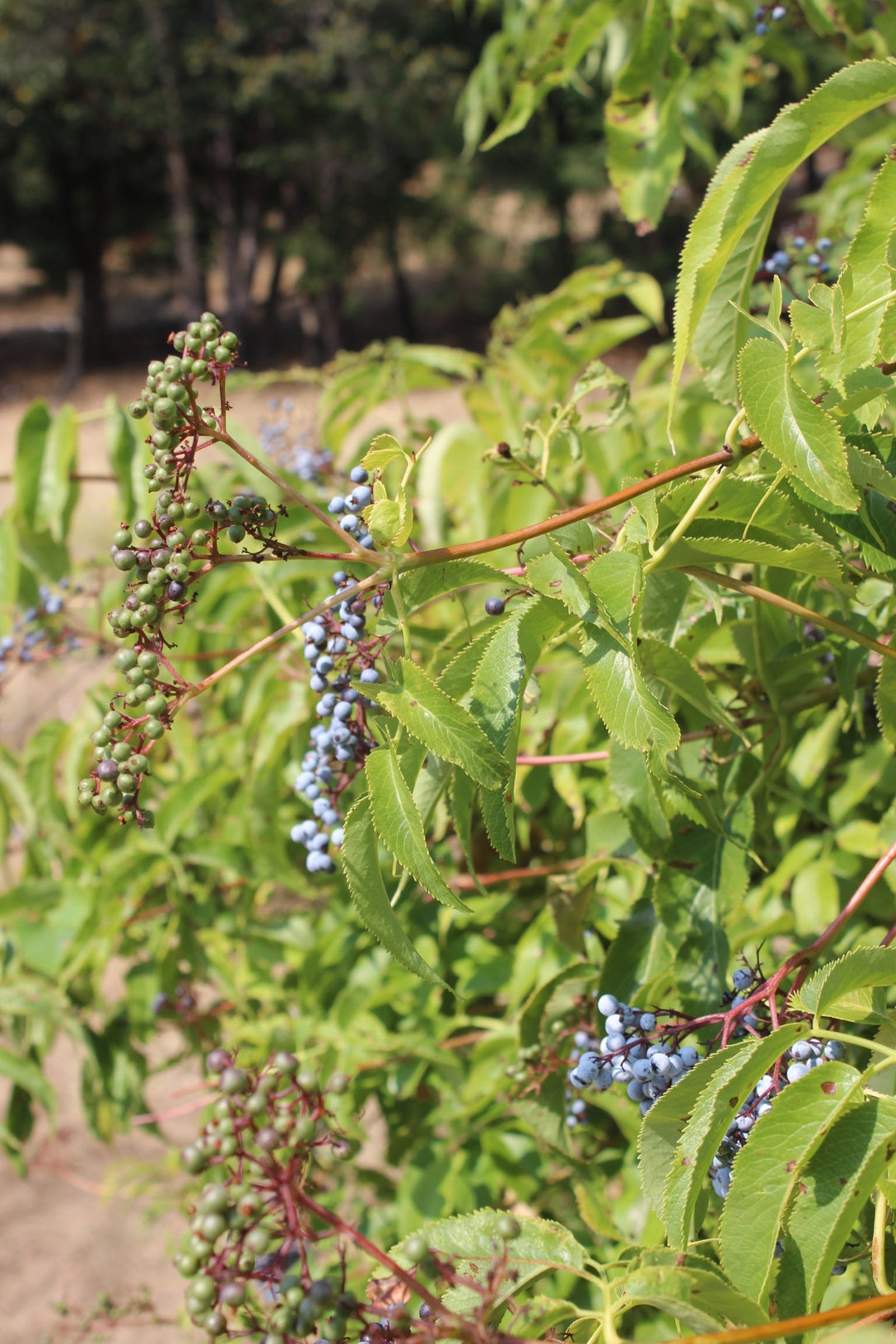 Elder Berry (Sambucus cerulea) Spagyric Tincture (wholesale dosage bottle)
