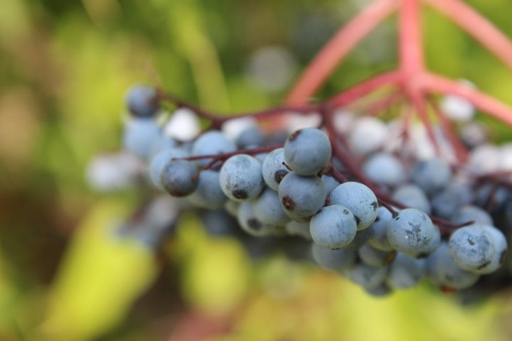 Elder Berry (Sambucus cerulea) Spagyric Tincture (wholesale dosage bottle)