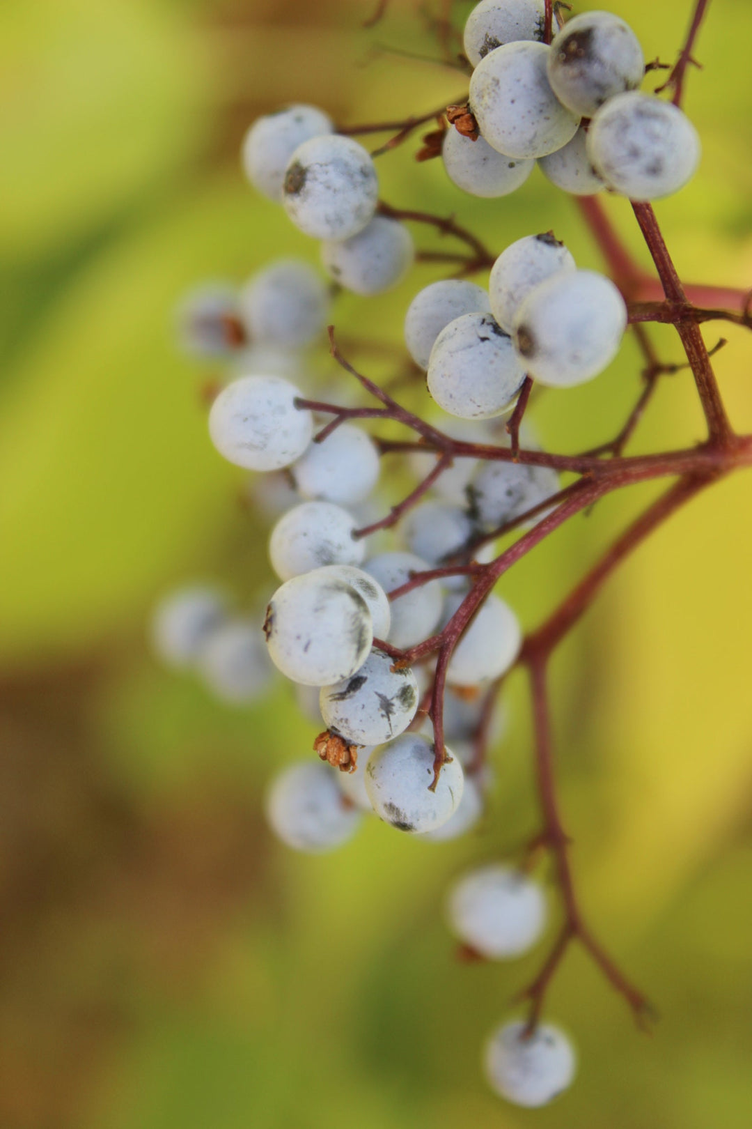 Elder Berry (Sambucus cerulea) Spagyric Tincture (wholesale dosage bottle)