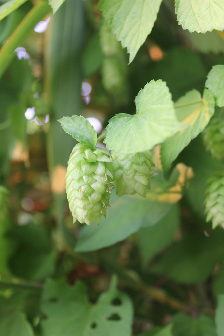 Hops (Humulus lupulus) Spagyric Tincture (wholesale dosage bottle)
