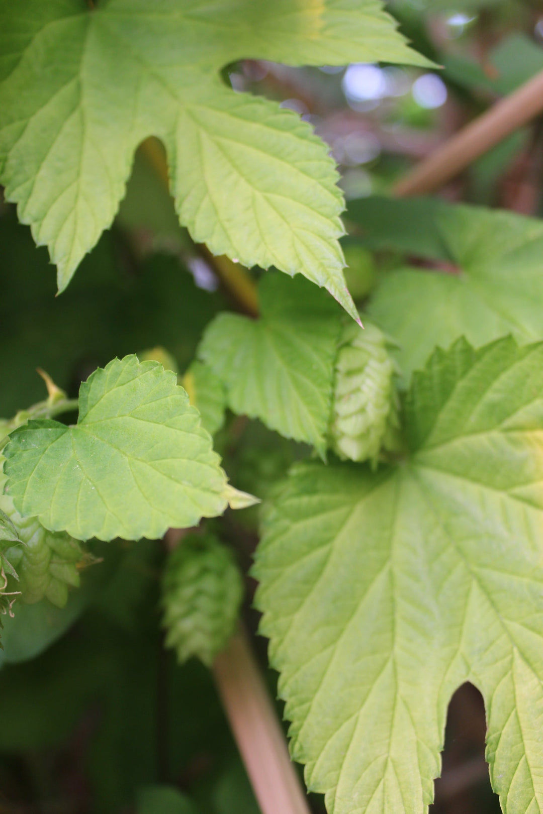 Hops (Humulus lupulus) Spagyric Tincture (wholesale dosage bottle)