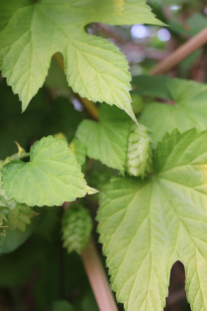Hops (Humulus lupulus) Spagyric Tincture (wholesale dosage bottle)