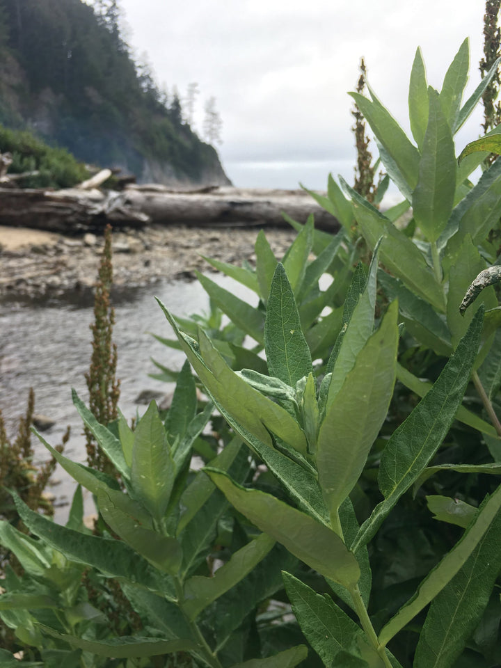 Mugwort (Artemesia douglasiana) Spagyric Essence (wholesale dosage bottle)