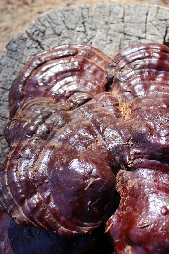 Oregon Reishi (Ganoderma oregonense) Spagyric Tincture (wholesale dosage bottle)