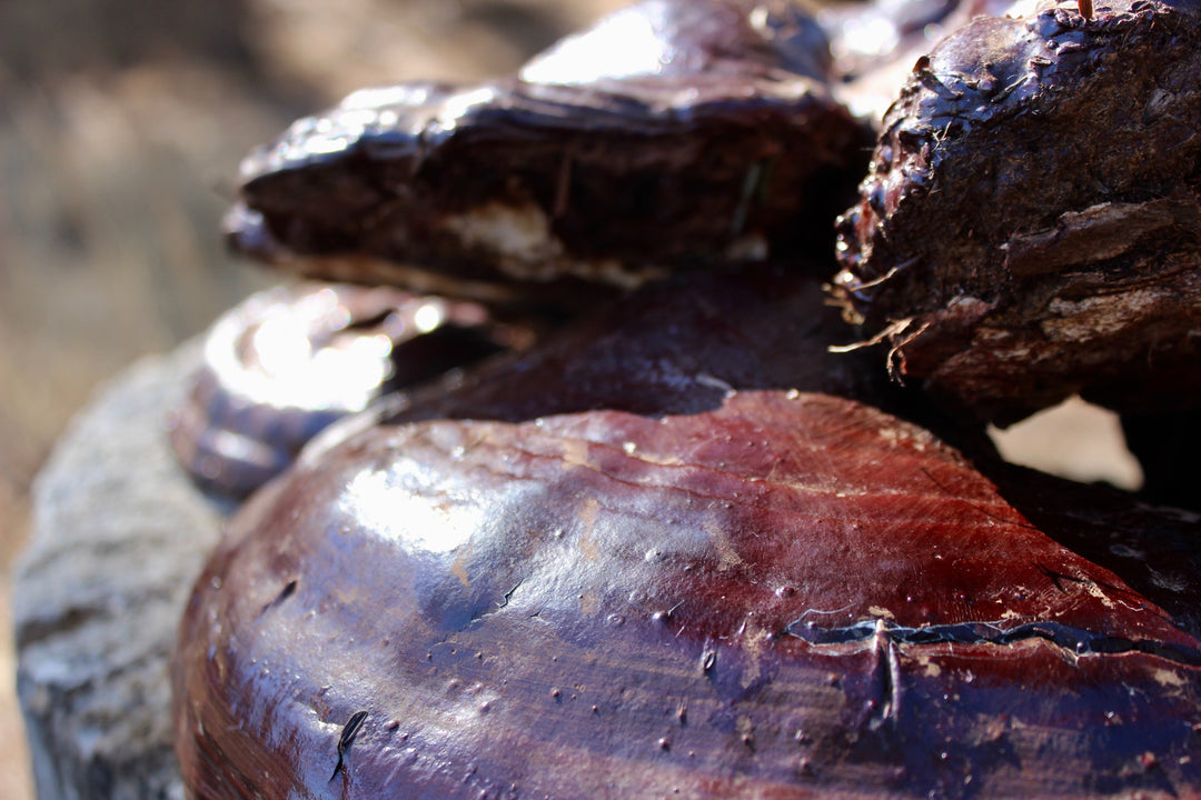 Oregon Reishi (Ganoderma oregonense) Spagyric Tincture (wholesale dosage bottle)