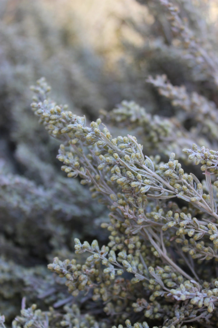 Sagebrush (Artemesia tridentata) Spagyric Essence (wholesale dosage bottle)