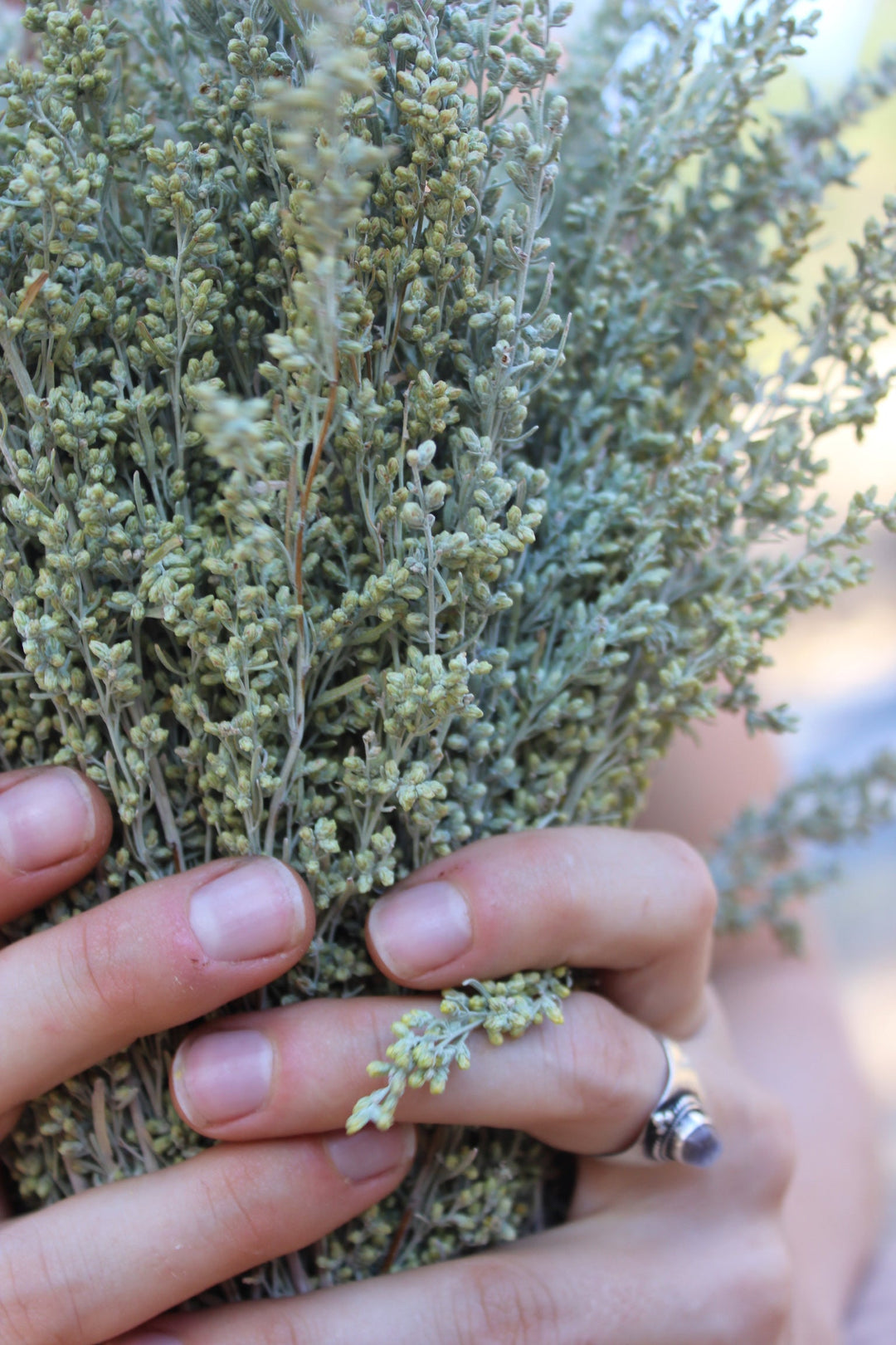 Sagebrush (Artemesia tridentata) Spagyric Essence (wholesale dosage bottle)