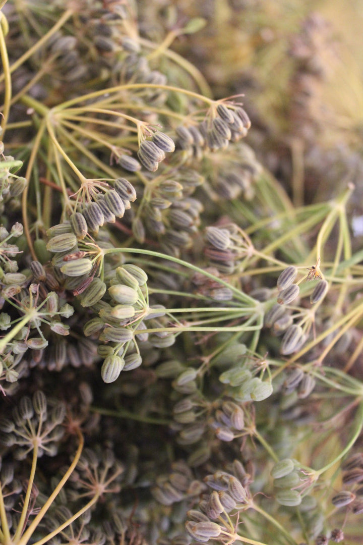 Fennel (Foeniculum vulgare) Spagyric Essence (wholesale dosage bottle)