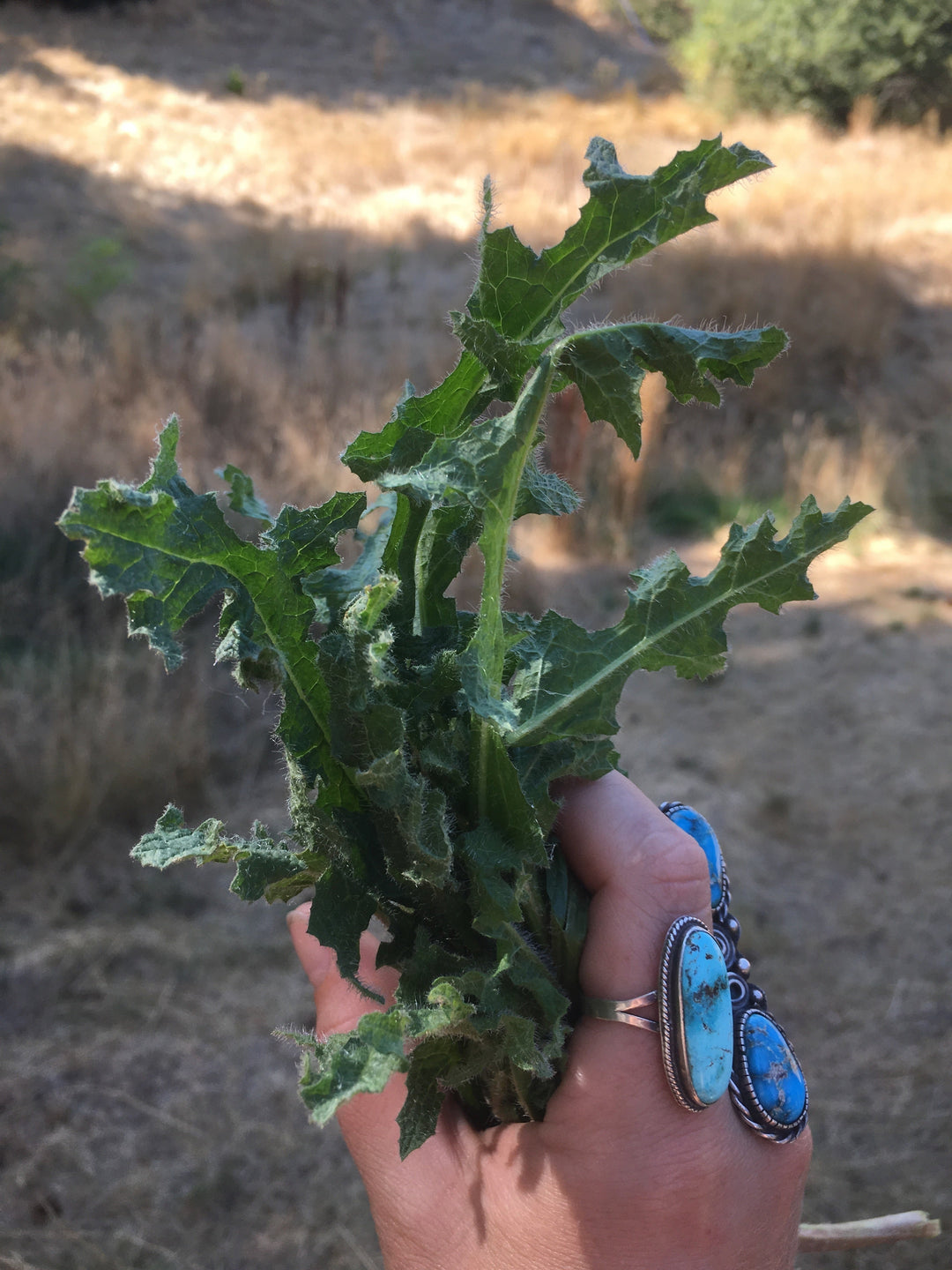 Blessed Thistle (Cnicus benedictus) Spagyric Tincture (wholesale dosage bottle)