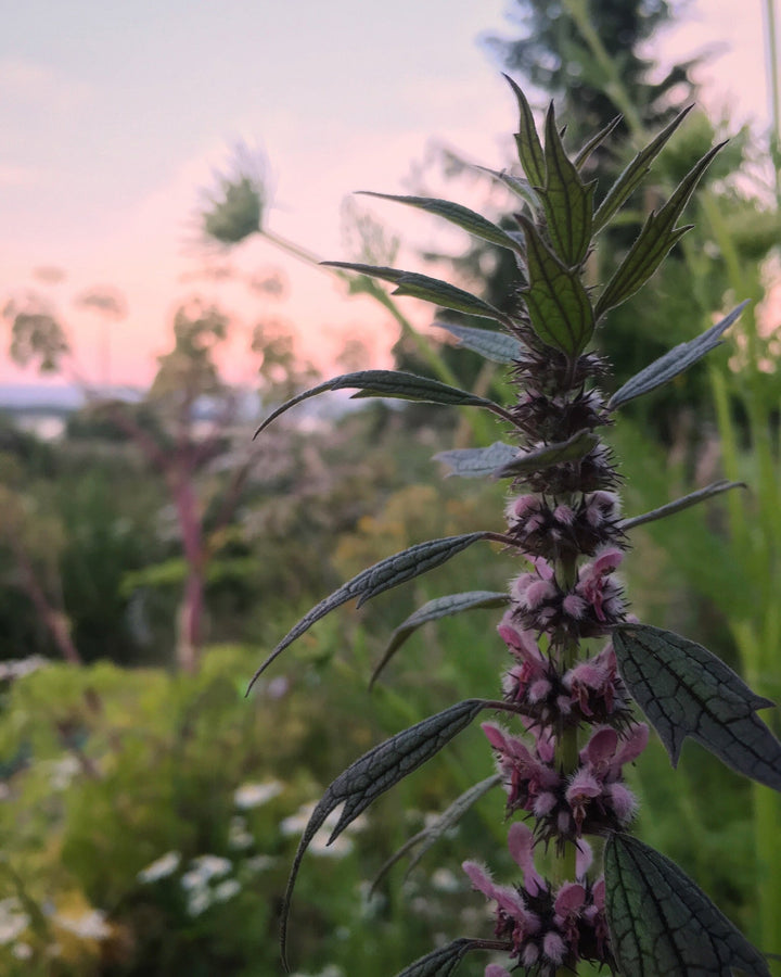 Motherwort (Leonurus cardiaca) Spagyric Tincture (wholesale dosage bottle)