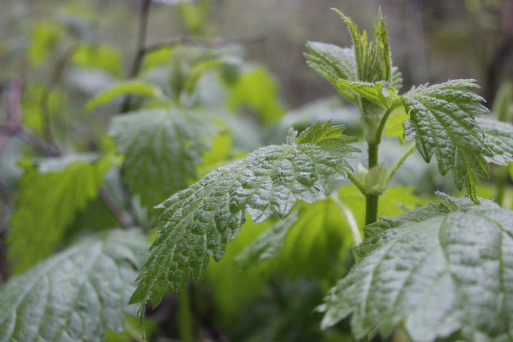 Nettle root (Urtica dioica) Spagyric Tincture (wholesale dosage bottle)
