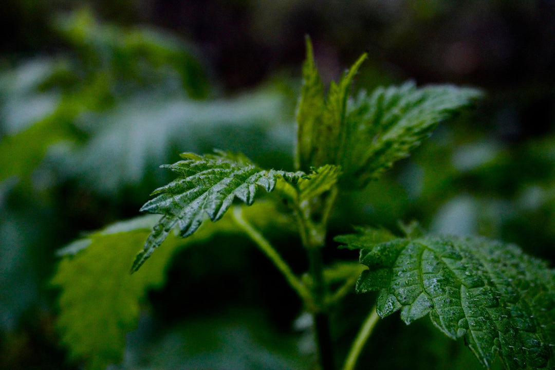 Nettle Leaf (Urtica dioica) Spagyric Tincture (wholesale dosage bottle)