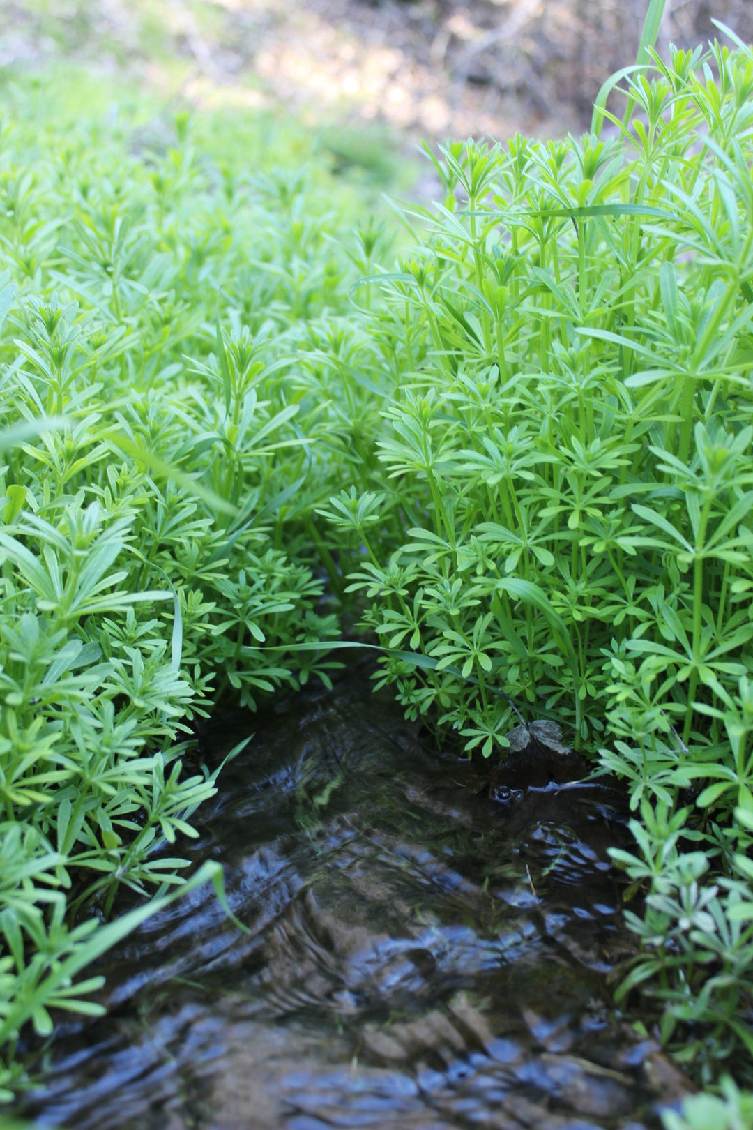 Cleavers (Galium aparine) Spagyric Tincture (wholesale dosage bottle)