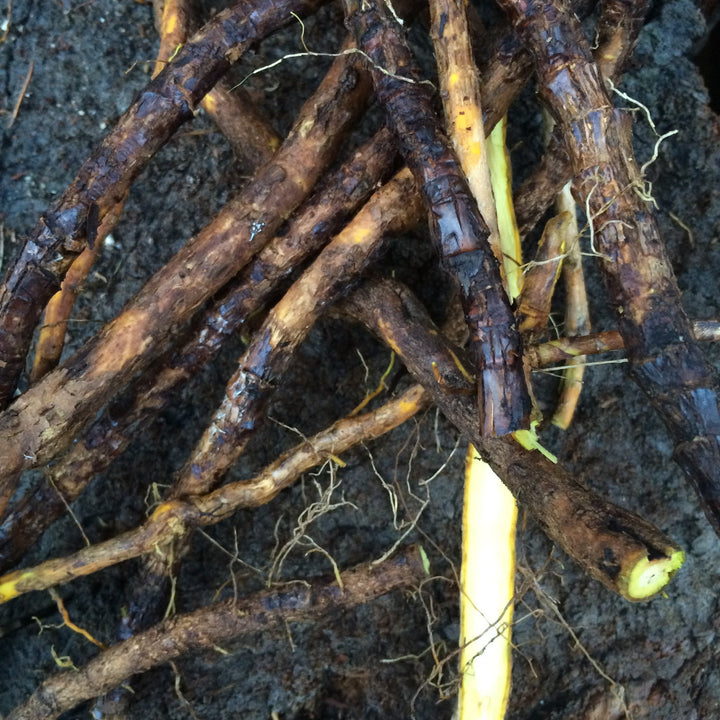 Oregon Grape (Mahonia aquifolium) Spagyric Tincture (wholesale dosage bottle)