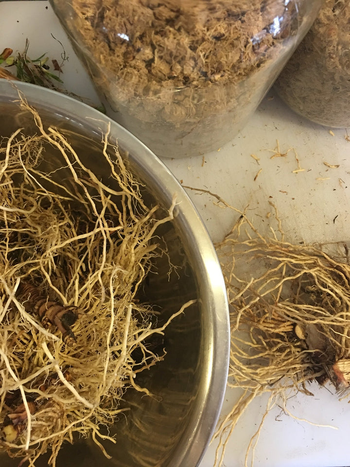 Blue Flag (Iris versicolor) Spagyric Tincture (wholesale dosage bottle)