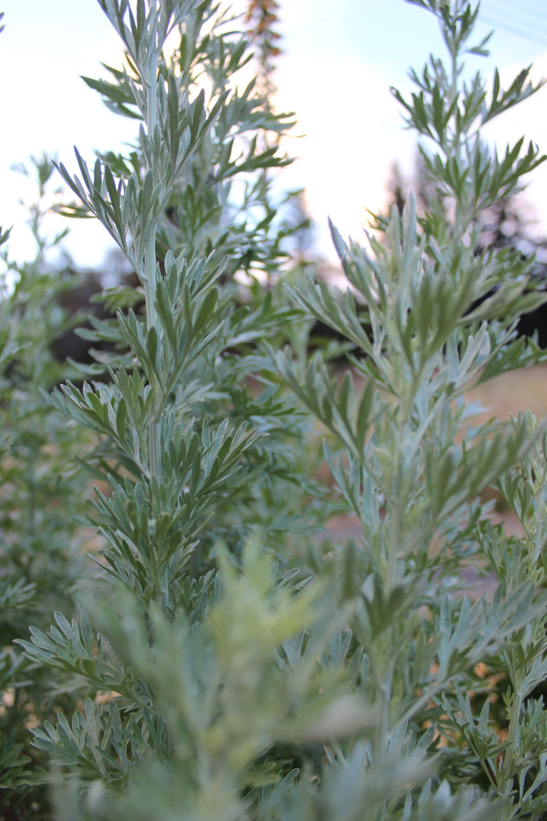 Wormwood (Artemesia absinthium) Spagyric Essence (wholesale dosage bottle)