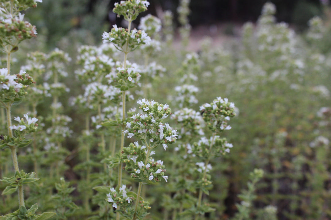 Oregano (Origanum vulgare) Spagyric Tincture (wholesale dosage bottle)