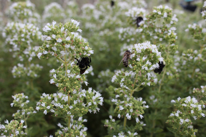 Oregano (Origanum vulgare) Spagyric Tincture (wholesale dosage bottle)