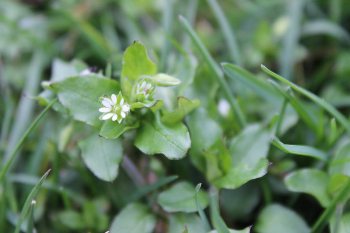 Chickweed (Stellaria media) Spagyric Tincture (wholesale dosage bottle)