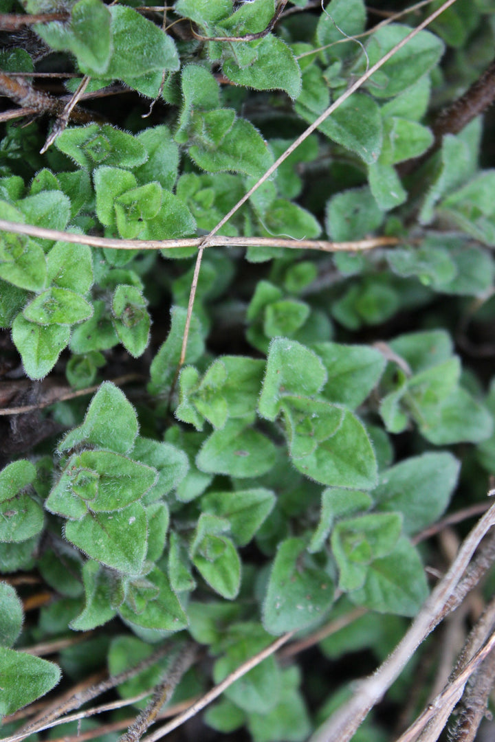 Oregano (Origanum vulgare) Spagyric Essence (wholesale dosage bottle)