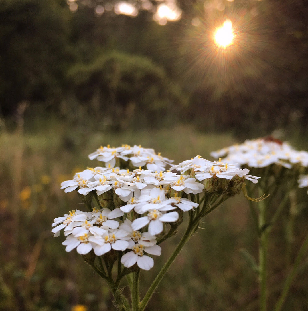Yarrow (Achillea millefolium) Spagyric Tincture (wholesale dosage bottle)