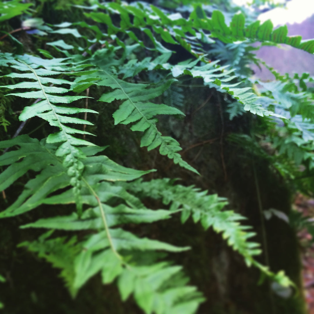 Licorice Fern (Polypodum glycyrrhiza) Spagyric Tincture (wholesale dosage bottle)