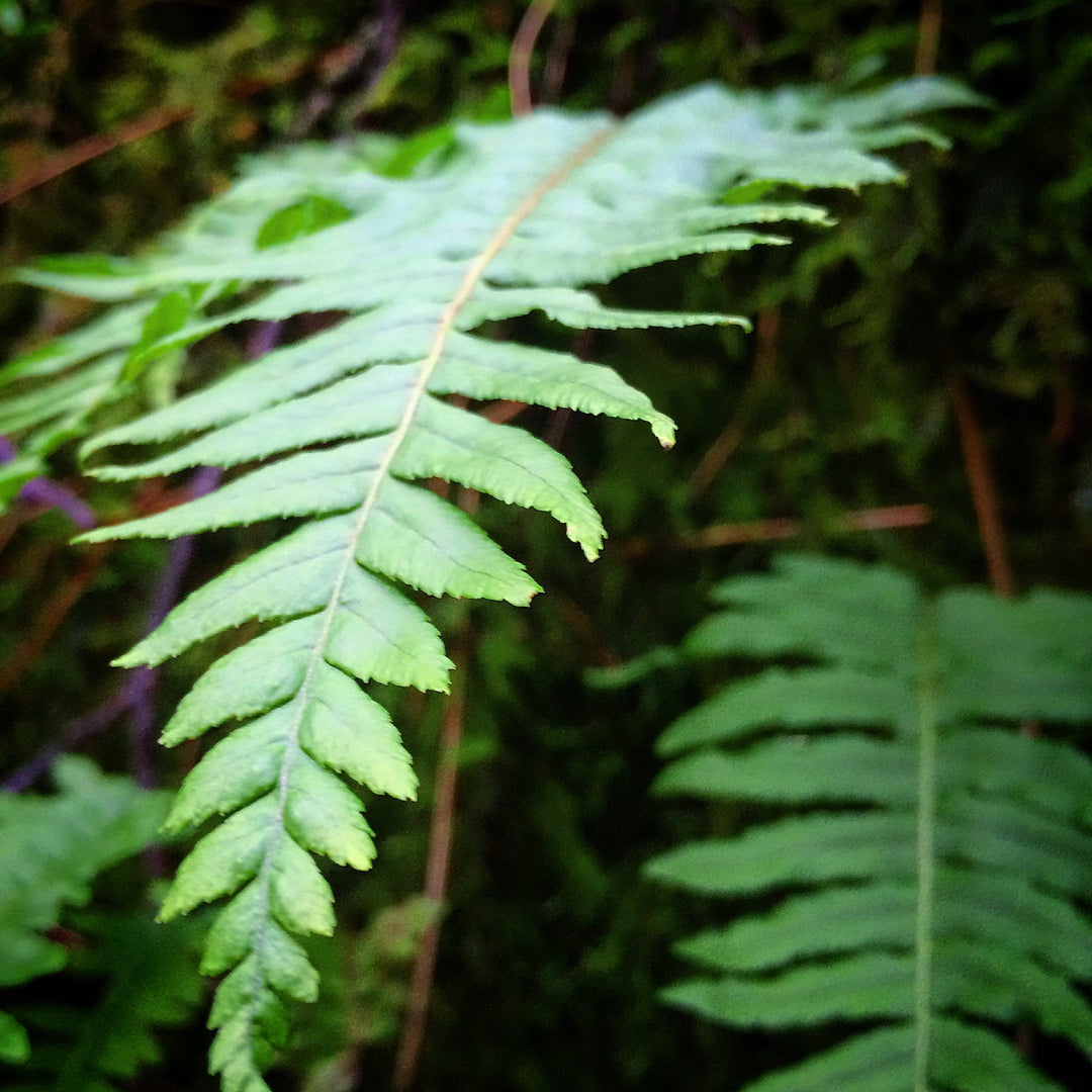Licorice Fern (Polypodum glycyrrhiza) Spagyric Tincture (wholesale dosage bottle)
