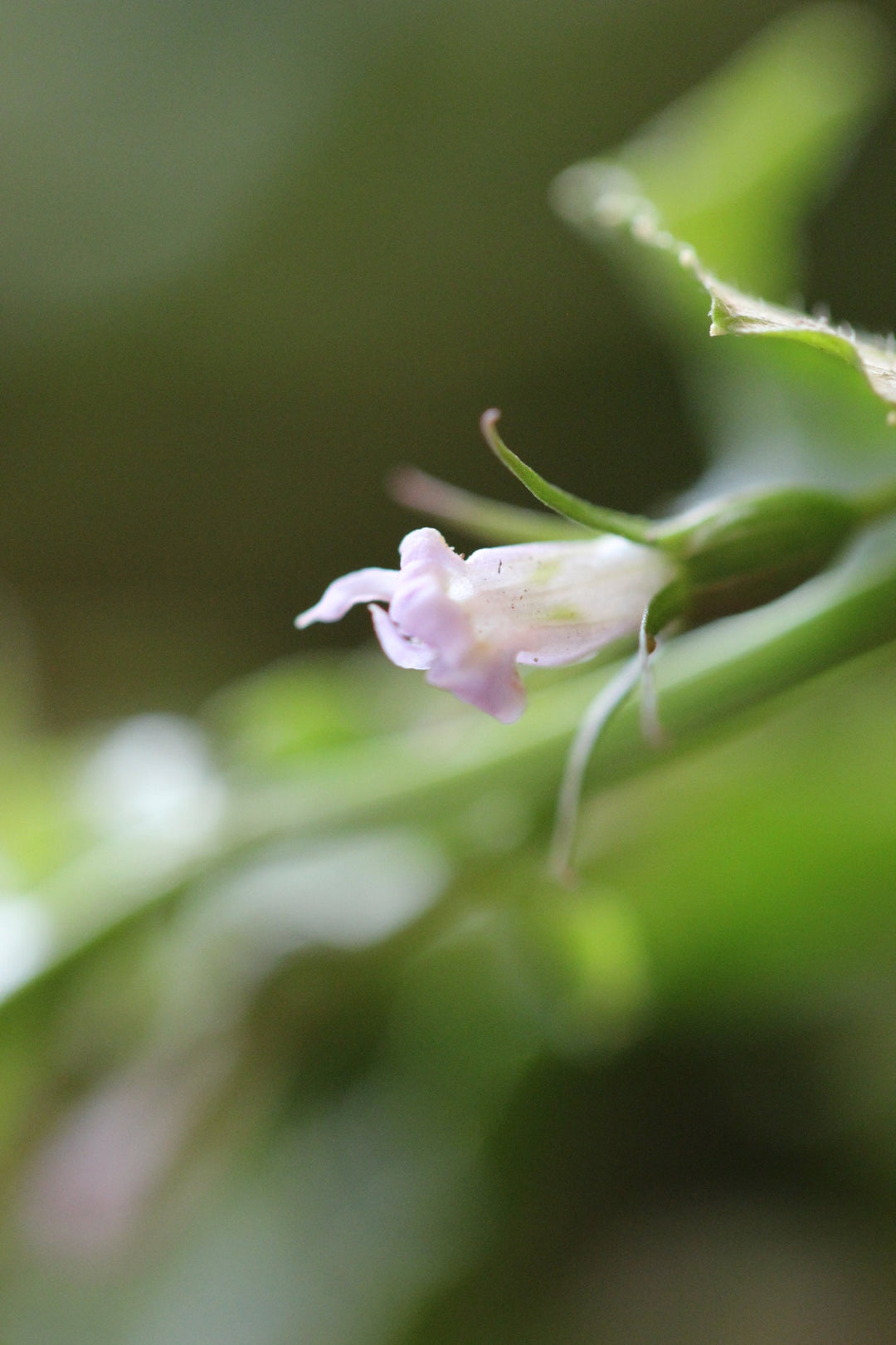 Lobelia (Lobelia inflata) Spagyric Tincture (wholesale dosage bottle)