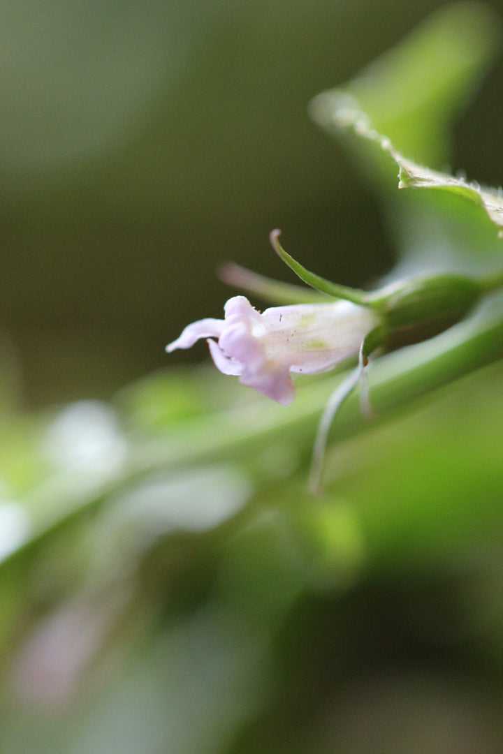 Lobelia (Lobelia inflata) Spagyric Tincture (wholesale dosage bottle)