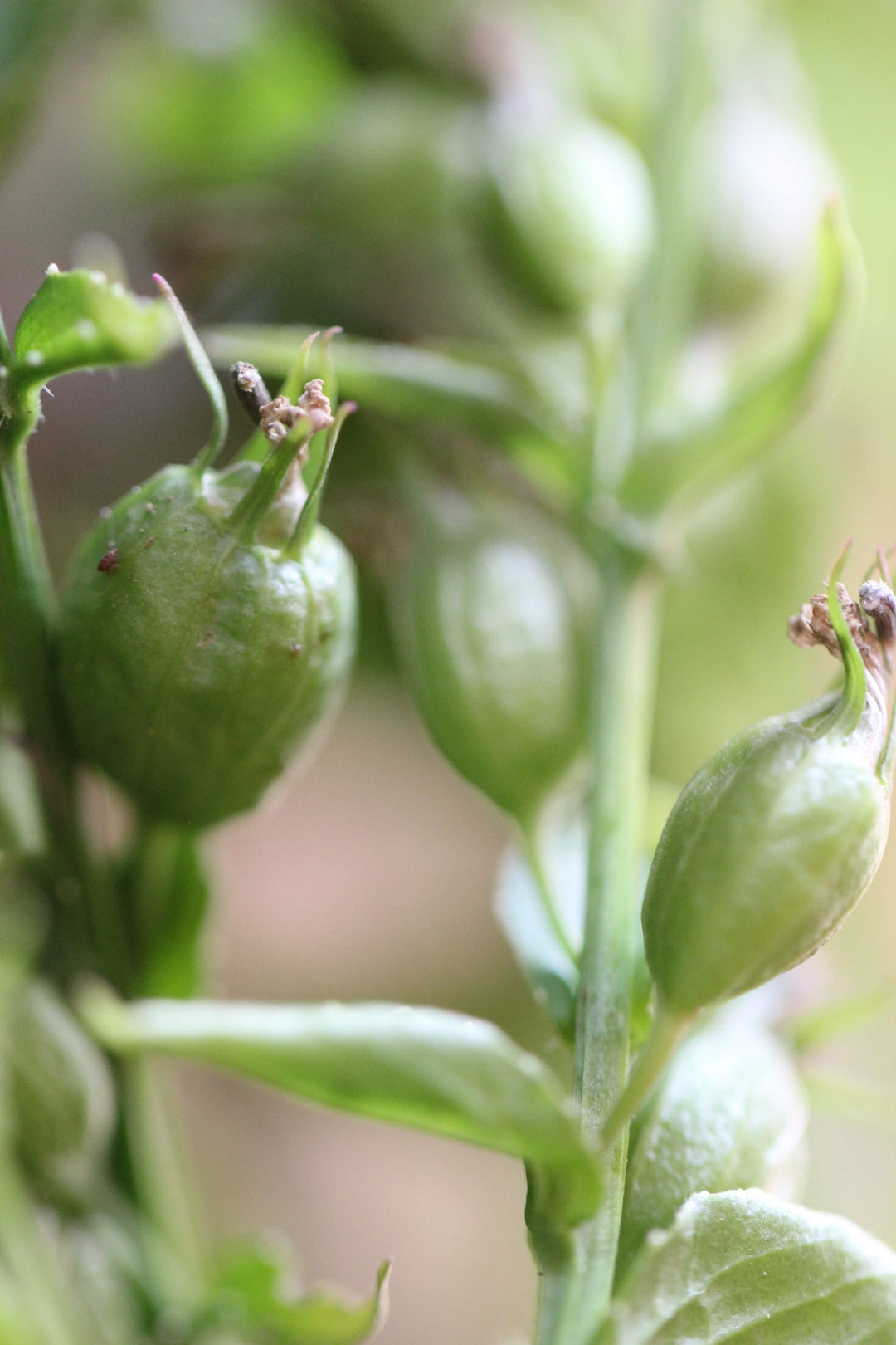Lobelia (Lobelia inflata) Spagyric Tincture (wholesale dosage bottle)