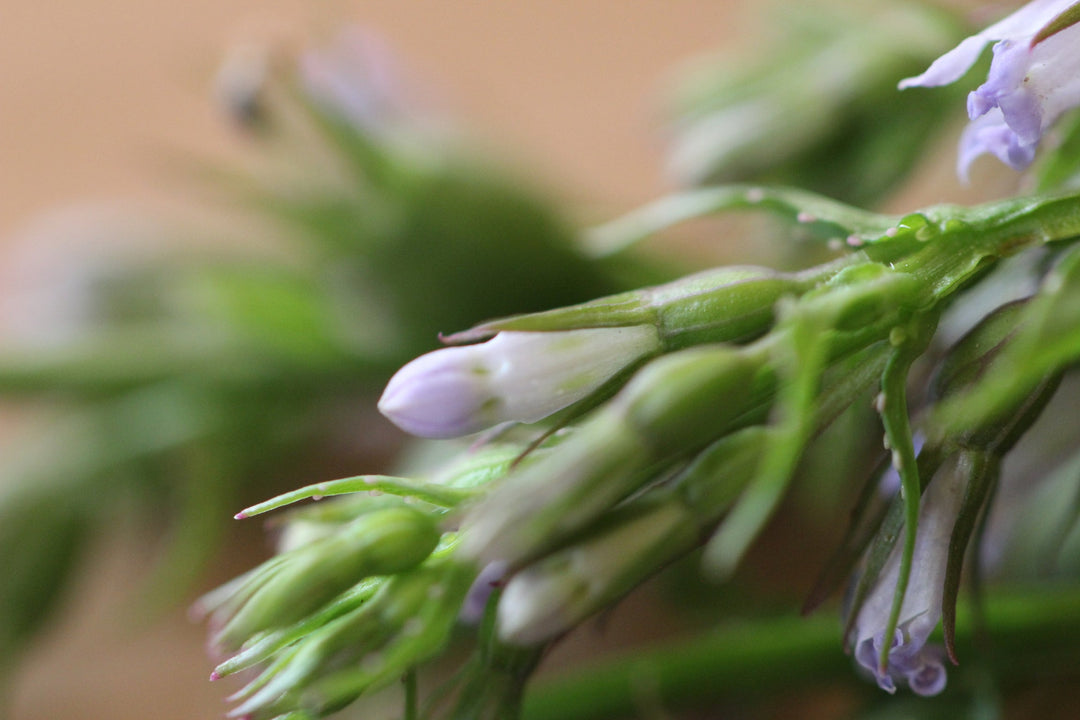 Lobelia (Lobelia inflata) Spagyric Essence (wholesale dosage bottle)
