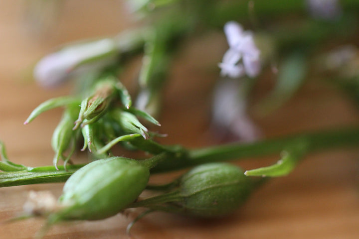Lobelia (Lobelia inflata) Spagyric Tincture (wholesale dosage bottle)