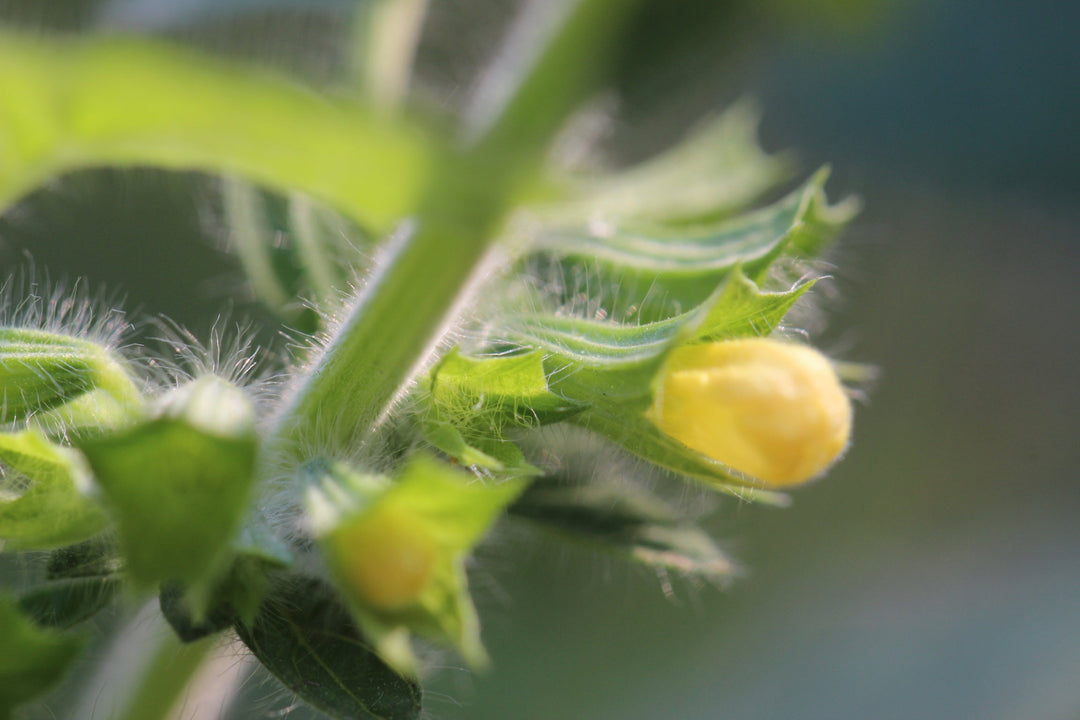 Lemon Balm (Melissa officinalis) Spagyric Tincture (wholesale dosage bottle)