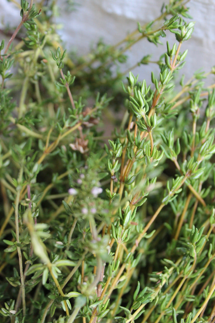 Thyme (Thymus vulgaris) Spagyric Tincture (wholesale dosage bottle)