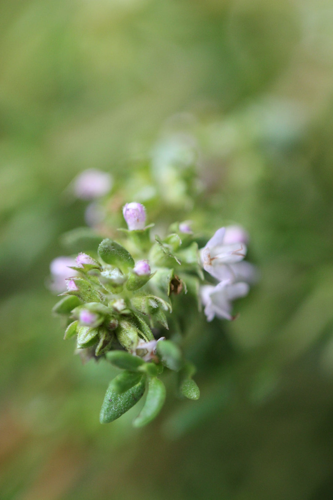 Thyme (Thymus vulgaris) Spagyric Tincture (wholesale dosage bottle)