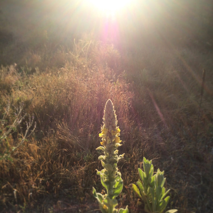Mullein (Verbascum thapsus) Spagyric Tincture (wholesale dosage bottle)