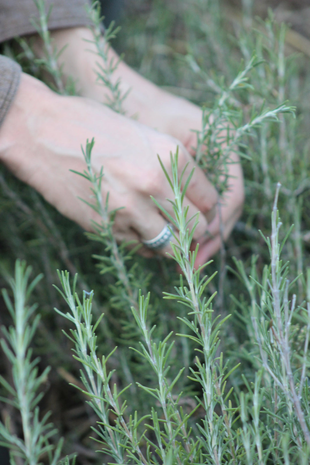 Rosemary (Rosmarinus officinalis) Spagyric Tincture (wholesale)