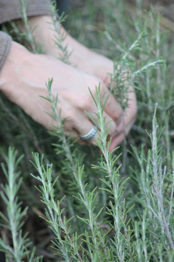 Rosemary (Rosmarinus officinalis) Spagyric Tincture (wholesale)